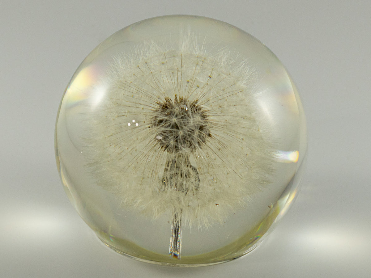 Clear glass keepsake orb with preserved dandelion seed head inside